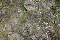 The texture is a top view of the path from the blocks of cuts of the trunk of woody plants. old path in the park