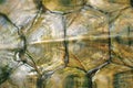 Texture of Tortoise Shell