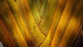Texture of Travellers palm tree petiole - Ravenala madagascariensis Sonn