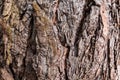 Texture of tree bark . background image. brown old wood bark