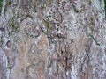 Texture of tree bark. Beetle, pattern. Royalty Free Stock Photo