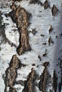 The texture of the tree bark of a birch. Black and brown cracks in the bark on a white background with stripes. Royalty Free Stock Photo