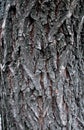 Texture tree bark, black background tree bark, old tree bark background wooden bark