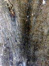 Texture of tree bark. black and grey shades. Royalty Free Stock Photo