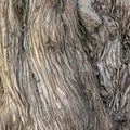 Texture tree bark Royalty Free Stock Photo