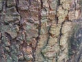 Texture of tree bark close-up. The rough skin of an old tree. Natural wood background Royalty Free Stock Photo