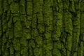 The texture of tree bark covered with bright green mold. Natural background. Royalty Free Stock Photo
