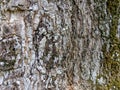 the texture of tree bark covered with moss, Bark textureTree bark texture Royalty Free Stock Photo