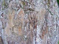 Texture of tree bark. Cracked, cloud.