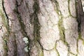 Close up of brown gray and green tree surface with day light for background texture. Royalty Free Stock Photo