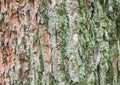 Texture of tree bark green and brown