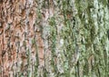 Texture of tree bark green and brown