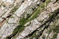 Texture of tree bark with green moss. Background. Royalty Free Stock Photo