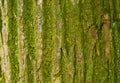Texture of tree bark with green moss. Dry tree texture background. Nature concept. Royalty Free Stock Photo