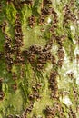 Texture of tree bark with green moss Royalty Free Stock Photo