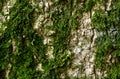 Texture of tree bark with green moss. Royalty Free Stock Photo