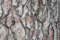 Texture of tree bark with interesting pattern