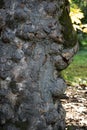 The texture of tree bark magnolia grandiflora