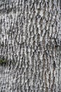 The texture of the tree bark. Maple - plant trunk in the forest Royalty Free Stock Photo