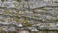 Texture of tree bark with moss Royalty Free Stock Photo