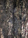 Texture of tree bark. Pattern of natural dark wet tree bark background. Rough surface of trunk. Dirt skin of old maple wood trunk Royalty Free Stock Photo