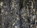 Texture of tree bark. Pattern of natural dark wet tree bark background. Rough surface of trunk. Dirt skin of old maple wood trunk Royalty Free Stock Photo