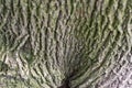 Texture of tree bark or rhytidome like art background