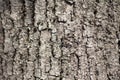 The texture of tree bark. Rough wooden leather close-up. The surface is made of dry log material. Natural forest material Royalty Free Stock Photo