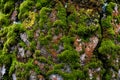 The texture of the tree bark. Shallow moss on the bark. cracked wood texture. Bark background. Evenly lit texture