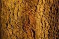 the texture of the tree bark spruce illuminated by the evening r