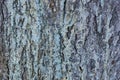 The texture of the tree bark spruce resin spring Royalty Free Stock Photo