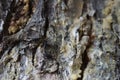 The texture of the tree bark spruce resin spring Royalty Free Stock Photo