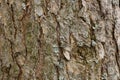 The texture of the tree bark spruce resin spring Royalty Free Stock Photo