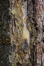 The texture of the tree bark spruce resin spring Royalty Free Stock Photo