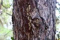 Texture of tree and bark on tree trunk