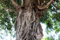 Texture of tree and bark on tree trunk