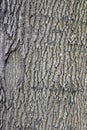 Texture of the tree bark. the trunk of a maple. Graphic of nature. Royalty Free Stock Photo