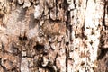 Texture of the tree bark. the trunk of a maple. Graphic of nature. Royalty Free Stock Photo