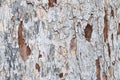 Texture of tree bark