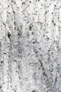Texture of tree bark in whitewash Royalty Free Stock Photo