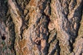 Rough texture of old wood bark in hard light