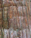 Texture of tree bark - Yamadera, Yamagata, Japan Royalty Free Stock Photo