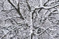 Texture of tree branches covered by the snow in winter season. Close-up winter forest pattern. Royalty Free Stock Photo