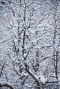 Texture of tree branches covered by the snow in winter season. Close-up winter forest pattern. Royalty Free Stock Photo