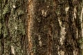 The texture of the tree. The macro texture of the tree bark. Royalty Free Stock Photo