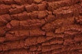Texture of a tree from mahogany. Royalty Free Stock Photo