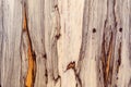 The texture of the tree ofram closeup. Production of furniture from expensive materials Royalty Free Stock Photo