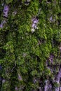 The texture of a tree overgrown with moss Royalty Free Stock Photo