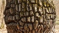 The texture of the tree`s crust with a deep pattern.