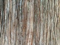 Texture Tree stump trunk, stems Royalty Free Stock Photo